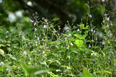 Tripogandra amplexicaulis