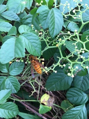 Vespa simillima xanthoptera