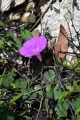 Ipomoea suffulta