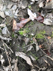 Fimbristylis perpusilla