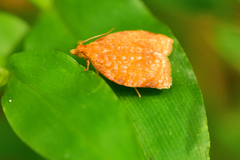 Clepsis metalleta