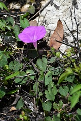Ipomoea suffulta