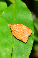 Clepsis metalleta