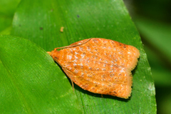 Clepsis metalleta
