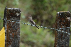 Stelgidopteryx ruficollis