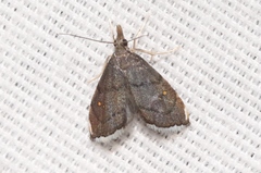 Microcausta bipunctalis