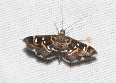 Diathrausta harlequinalis