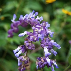 Salvia compsostachys