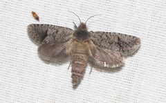 Acrolophus filicicornis