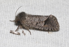 Acrolophus filicicornis