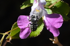 Anthidium maculosum