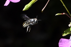 Anthidium maculosum