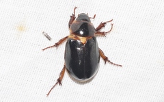 Ancognatha manca