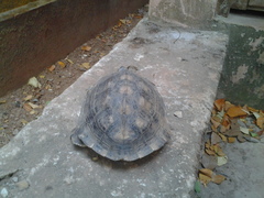 Melanochelys trijuga