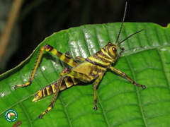 Tropidacris cristata grandis