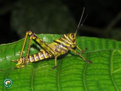 Tropidacris cristata grandis