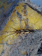 Conoesucidae