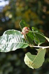 Quercus peduncularis