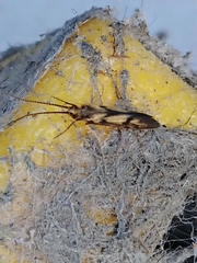 Conoesucidae