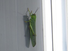 Tropidacris cristata grandis
