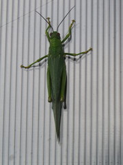 Tropidacris cristata grandis
