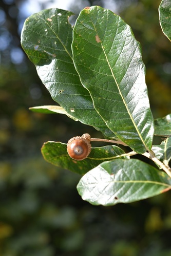 Quercus peduncularis Née