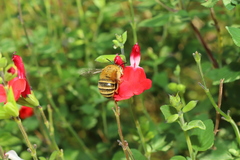 Amegilla garrula