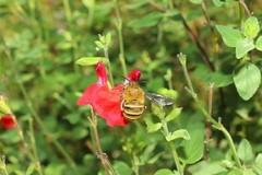 Amegilla garrula