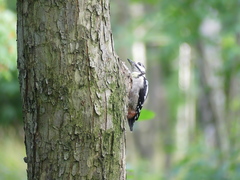 Dendrocopos major