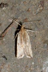 Helcystogramma hystricella