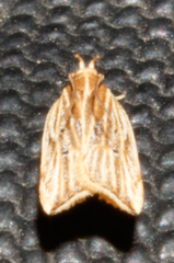 Helcystogramma hystricella