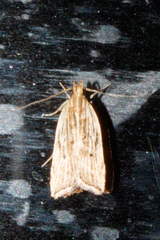 Helcystogramma hystricella
