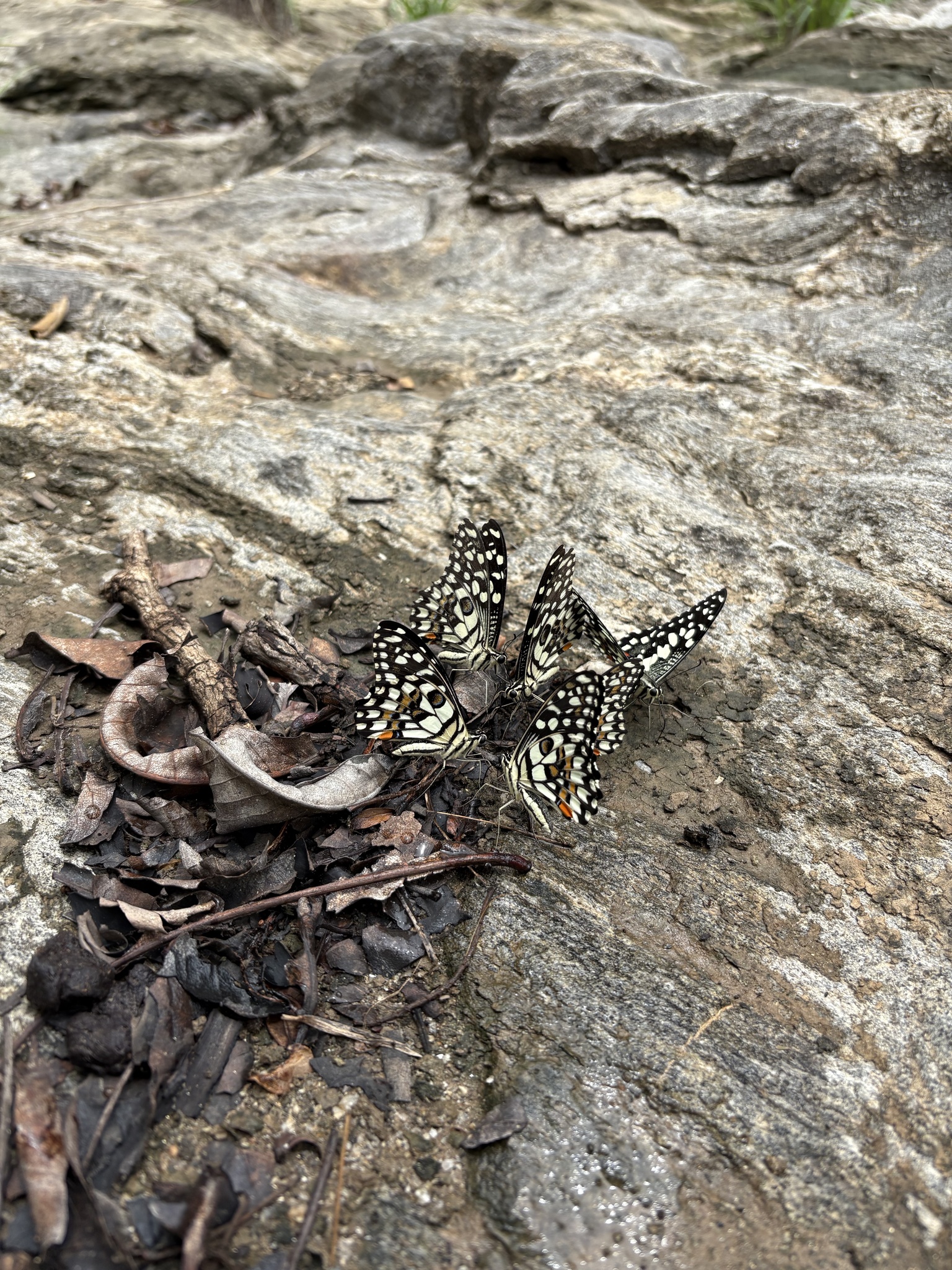 Lime Swallowtail