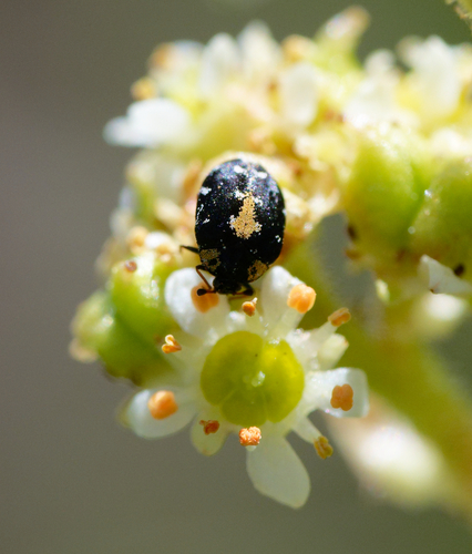 iNaturalist observation photo of Anthrenus lepidus