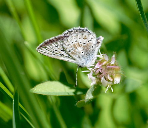 iNaturalist observation photo of Sierra Blue
