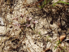 Liatris hesperelegans