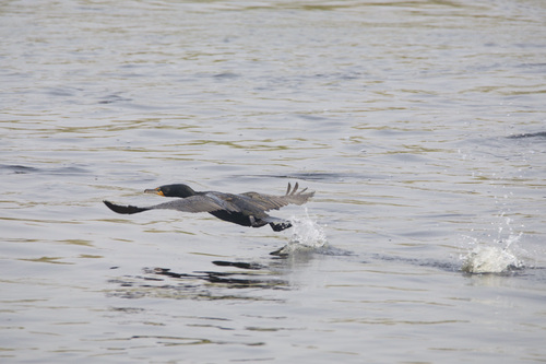 Double-crested Cormorant