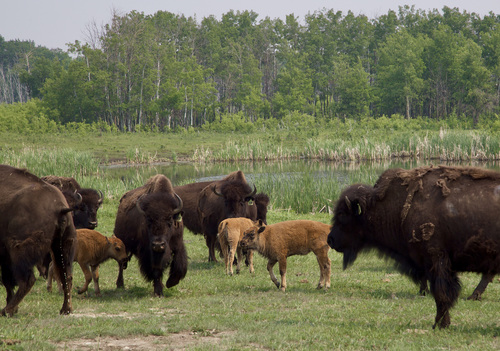 American Bison