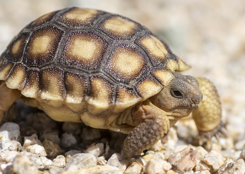 Mojave Desert Tortoise
