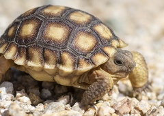 Mojave Desert Tortoise photo 1