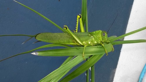 giant red-winged grasshopper