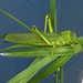 Tropidacris cristata grandis - Photo (c) Thaian Fernandes, algunos derechos reservados (CC BY), subido por Thaian Fernandes