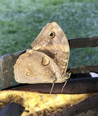 Opsiphanes tamarindi