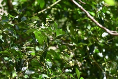Chiococca phaenostemon
