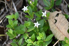 Spigelia hedyotidea