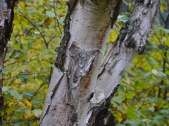 Photos of paper birch (Betula papyrifera) · iNaturalist