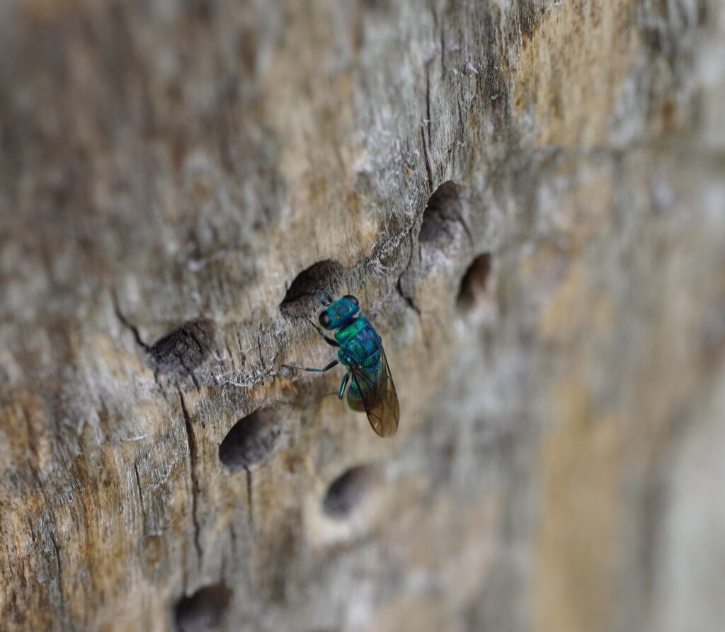 Chrysis immaculata