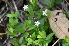 Spigelia hedyotidea