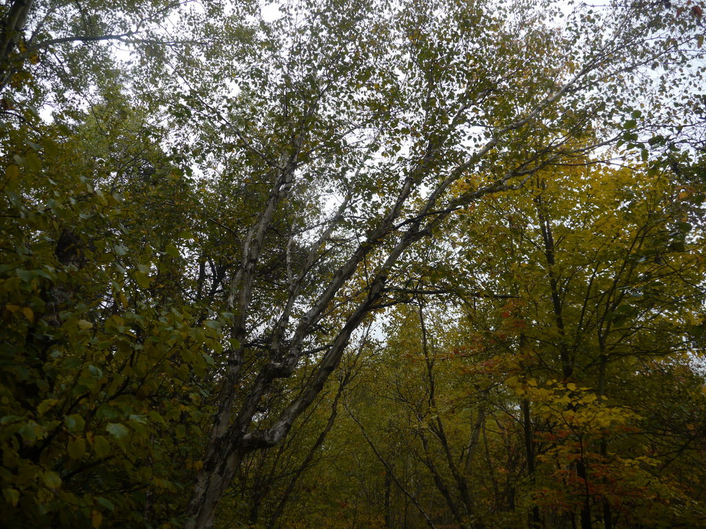 Photos of paper birch (Betula papyrifera) · iNaturalist