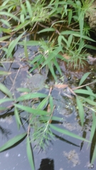 Paspalum repens